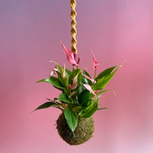 Kokedama suspensa de Antúrio Lilli Pink com macramê
