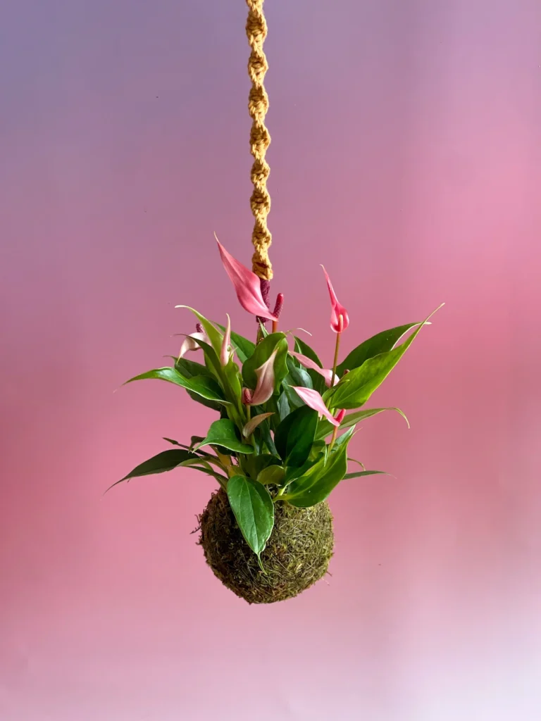 Kokedama suspensa com macramê e Antúrio Lilli Pink, criação artesanal Sabiá Estúdio Porto