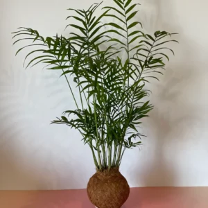 Kokedama de Chamaedoria Elegans
