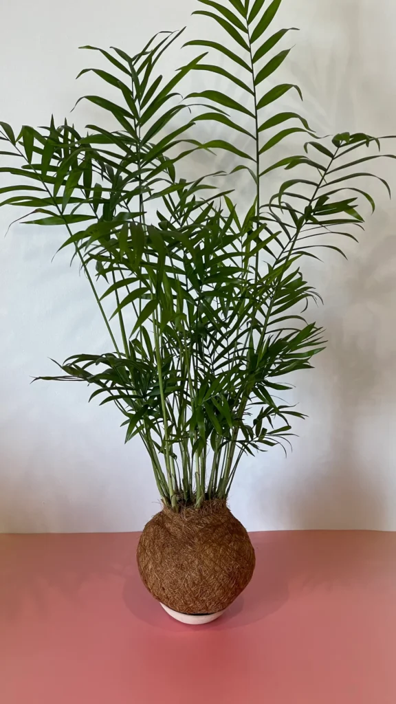 kokedama com acabamento em fibra de coco