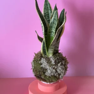 Kokedama de Espada de Santa Bárbara