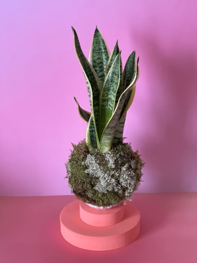 Kokedama espada de santa bárbara em musgo natural, criação artesanal Sabiá Estúdio Porto