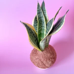 Kokedama de Espada de Santa Bárbara com Fibra de Coco