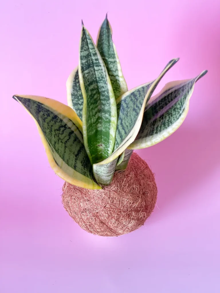 Detalhe da fibra de coco dourada na kokedama de espada de santa bárbara