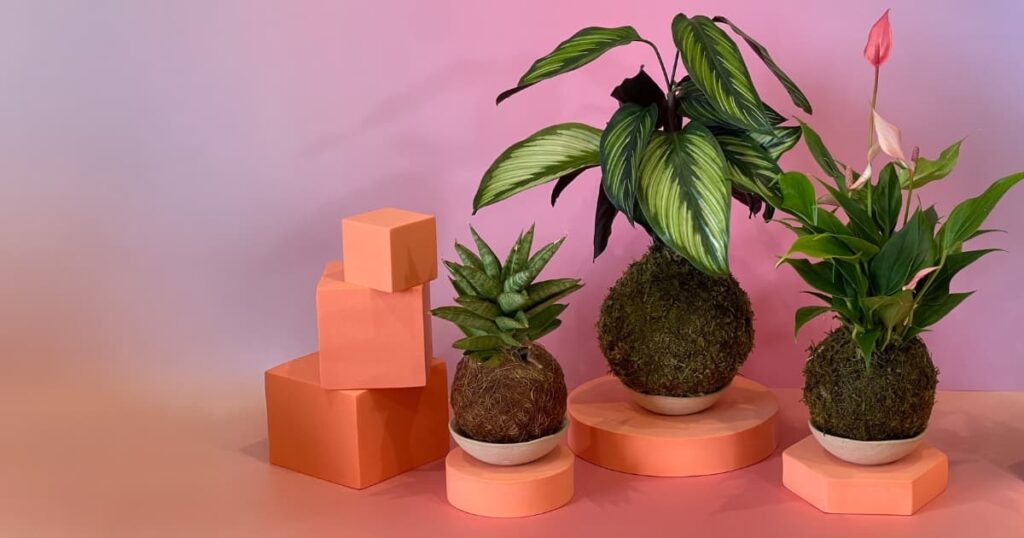 Kokedama bola de musgo Sabiá Estúdio Porto