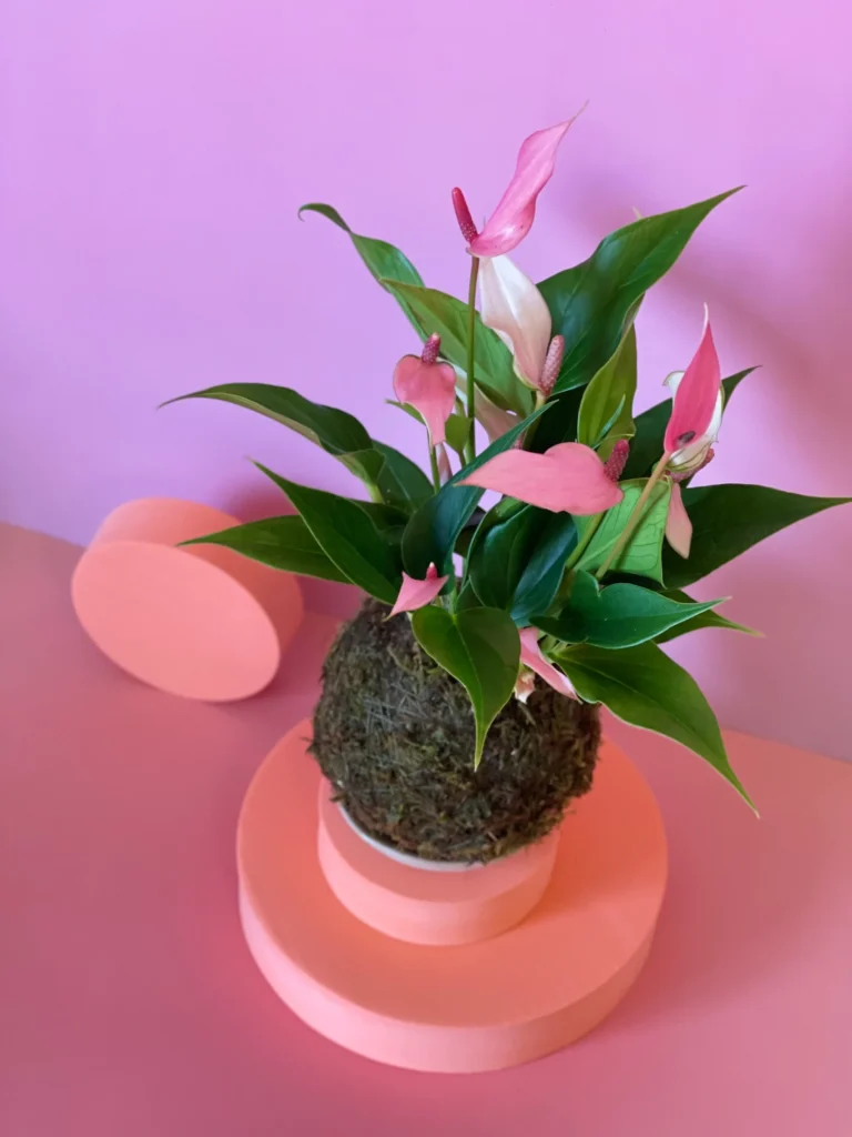 Detalhe das folhas em coração do antúrio lilli pink na kokedama artesanal