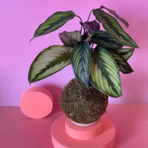 Kokedama de Calathea Beauty Star