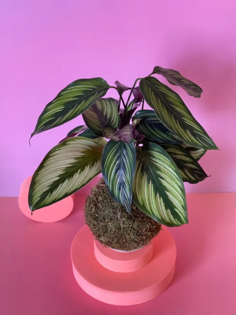 Detalhe das folhas riscadas da calathea beauty star na kokedama artesanal